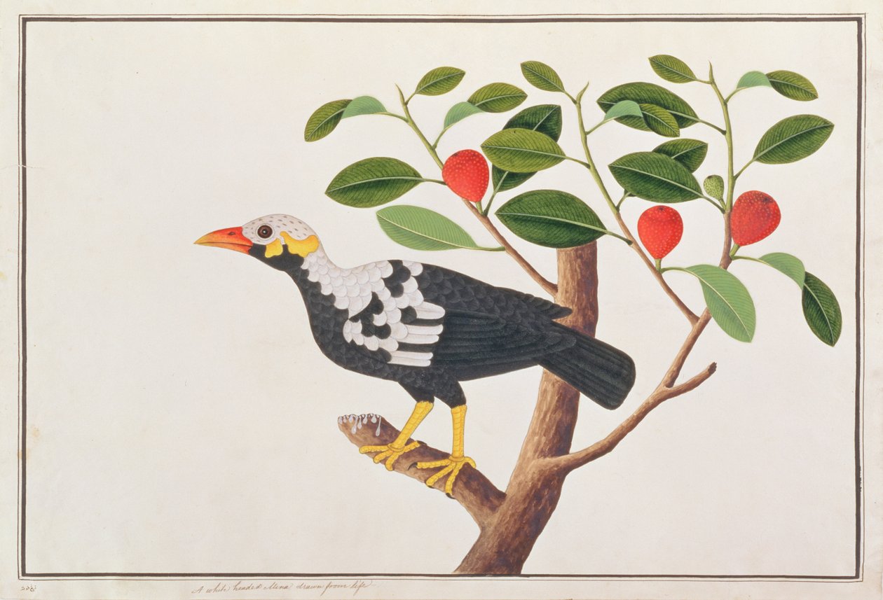 Monte Myna, de Desenhos de Pássaros de Malaca, c.1805-18 (wc no papel) de Chinese School