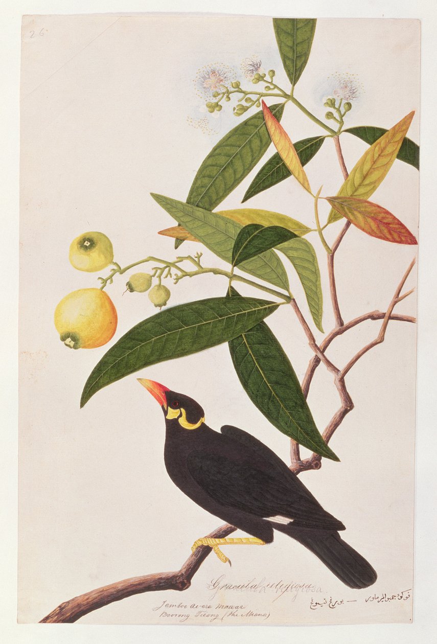 Monte Myna, de Desenhos de Pássaros de Malaca, c.1805-18 (wc no papel) de Chinese School
