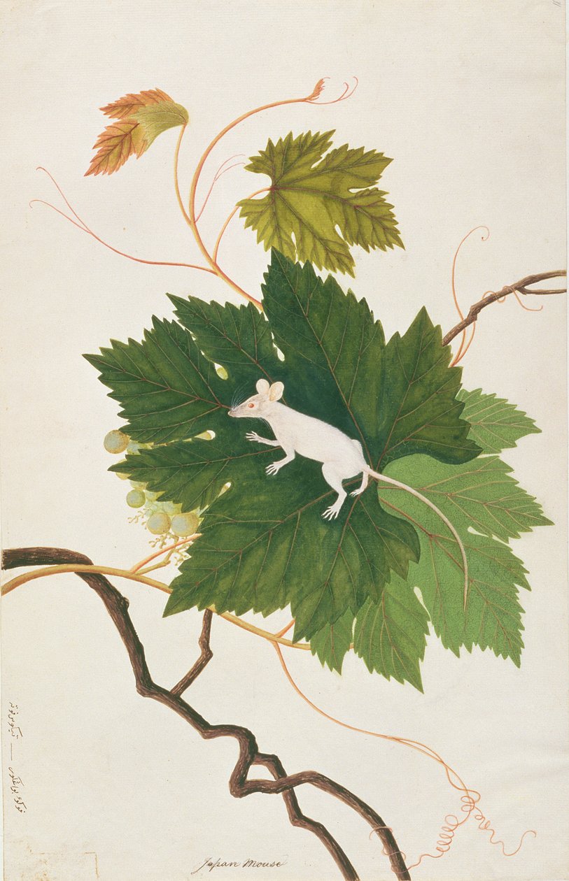 Rato de Casa, de Desenhos de Animais, Insetos e Répteis de Malaca, c.1805-18 (wc e guache sobre papel) de Chinese School