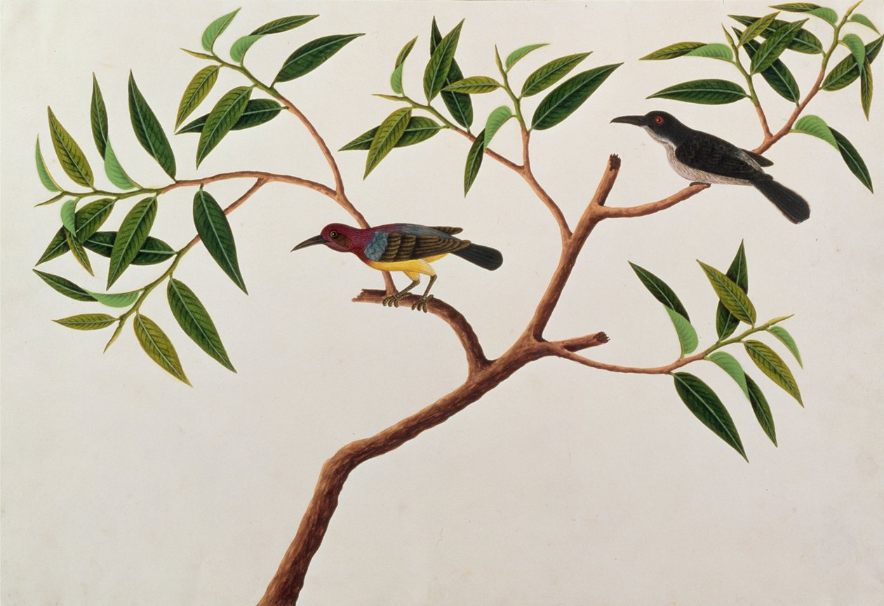 Pássaro do zumbido, Boorong cherichap, dos desenhos dos pássaros de Malaca, c.1805-18 (wc no papel) de Chinese School