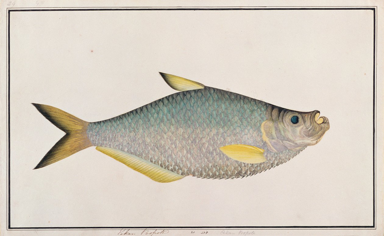 Ilisha, de desenhos de peixes de Malaca, c.1805-18 (wc no papel) de Chinese School