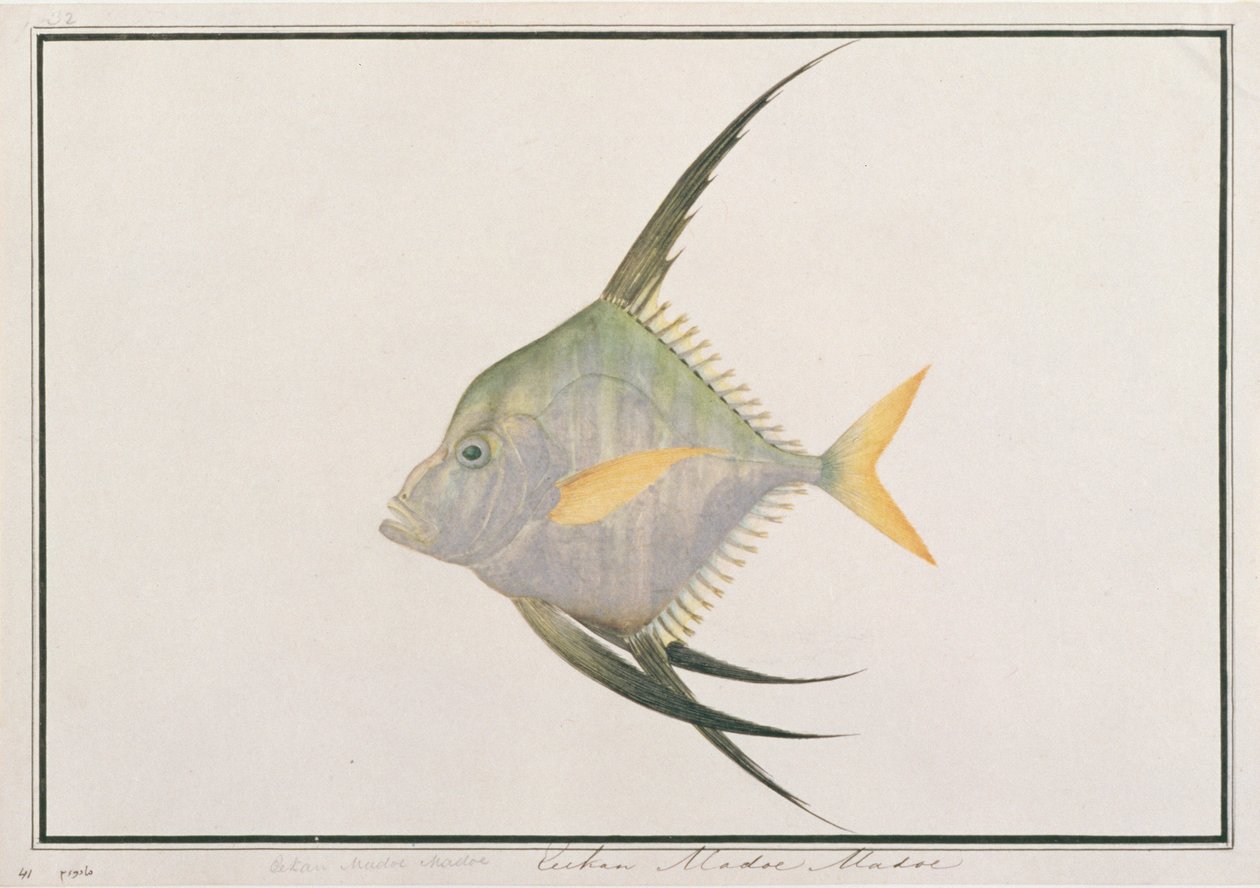 Filetes de peixe indiano, de Desenhos de peixes de Malaca, c.1805-18 (wc no papel) de Chinese School