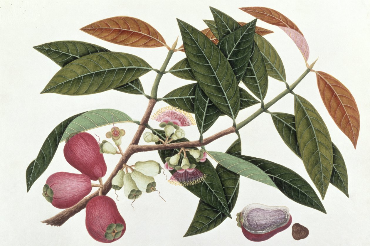 Jamboo Telore mera ou Eugenia Malacceusis, de Desenhos de Plantas de Malaca, c.1805-18 (wc no papel) de Chinese School