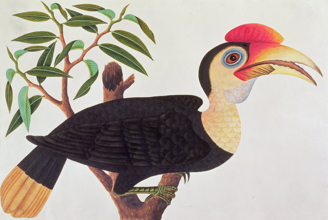 Ke-ke, de Desenhos de Pássaros de Malaca, c.1805-18 (wc no papel) de Chinese School
