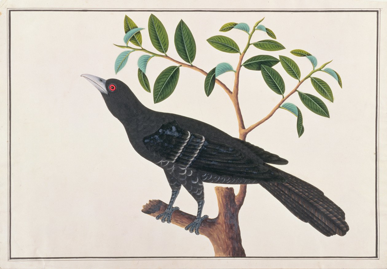 Koel, de Desenhos de Pássaros de Malaca, c.1805-18 (wc no papel) de Chinese School