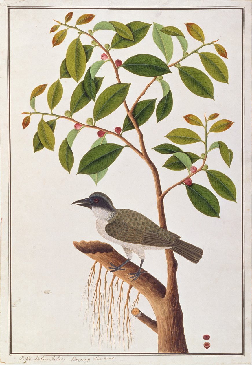 Woodshrike grande, de desenhos de aves de Malaca, c.1805-18 (wc no papel) de Chinese School