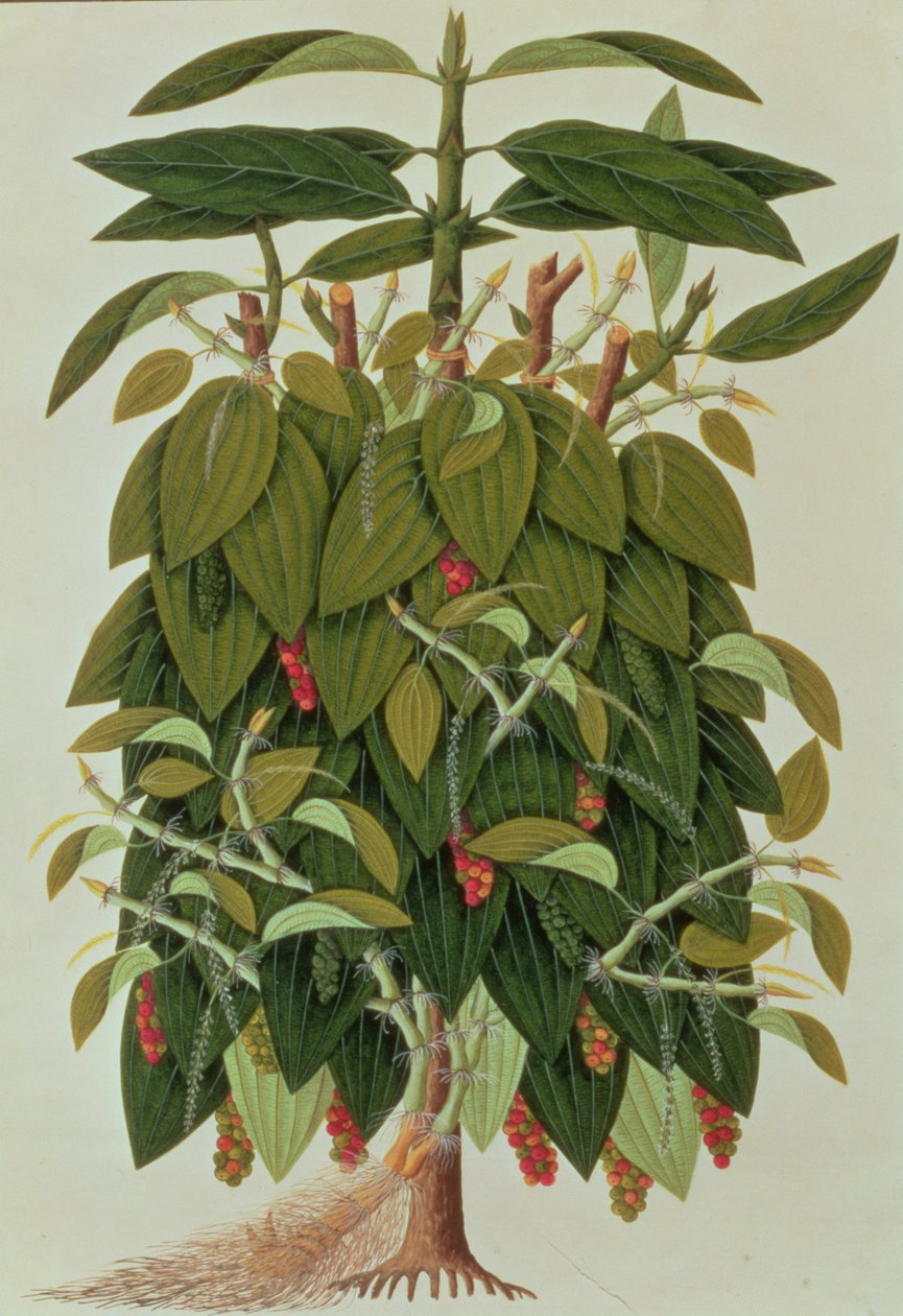 Lava Etam ou Pimenta Preta, de Desenhos de Plantas de Malaca, c.1805-18 (wc no papel) de Chinese School