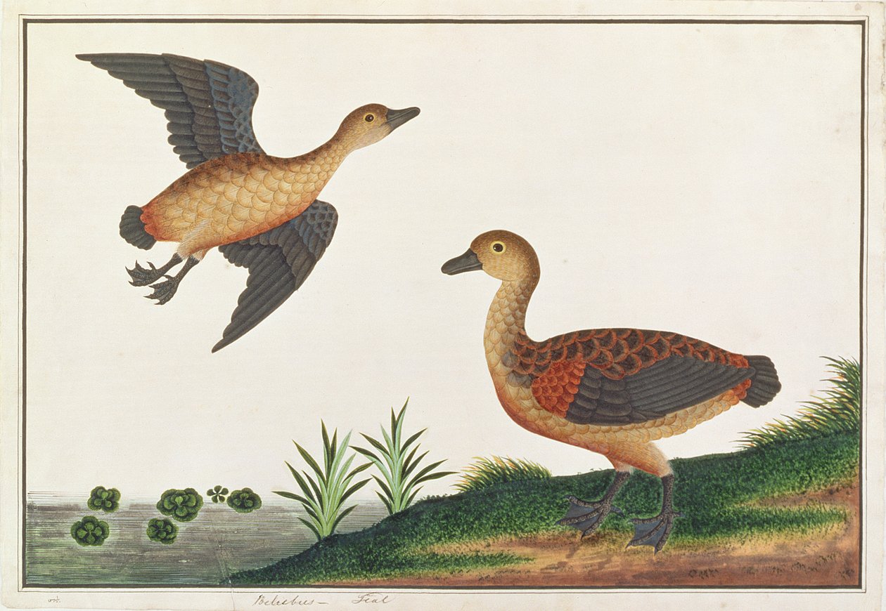 Lesser Treeduck, de Desenhos de Pássaros de Malaca, c.1805-18 (wc no papel) de Chinese School
