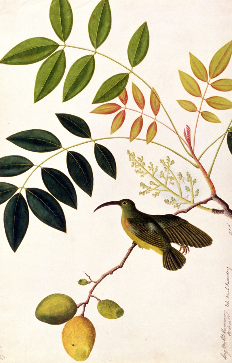 Beija-flor-de-bico-comprido, Poko Booah Kadonong, de Desenhos de Pássaros de Malaca, c.1805-18 (wc no papel) de Chinese School