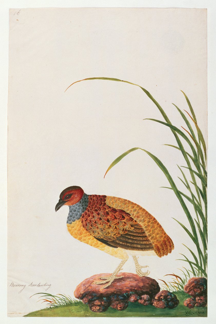 Perdiz-de-bico-comprido, de desenhos de aves de Malaca, c.1805-18 (wc no papel) de Chinese School