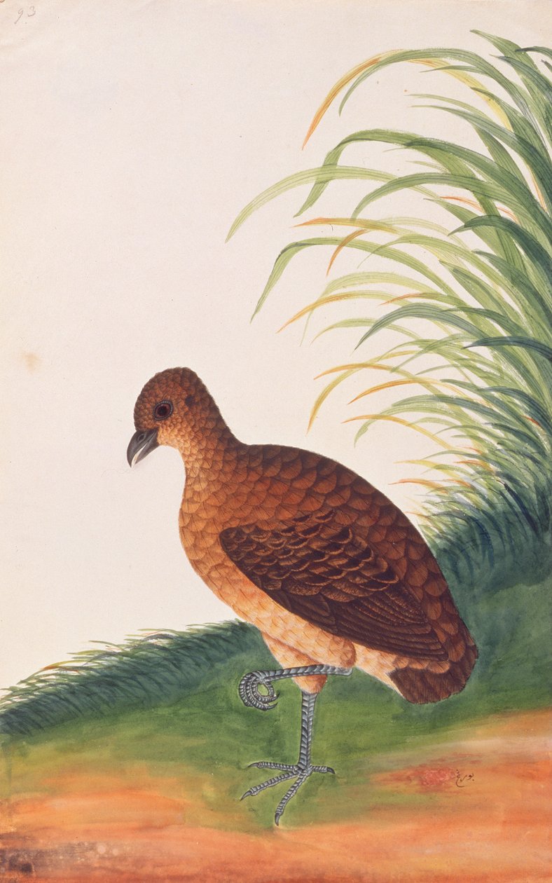Perdiz-de-bico-comprido, de desenhos de aves de Malaca, c.1805-18 (wc no papel) de Chinese School