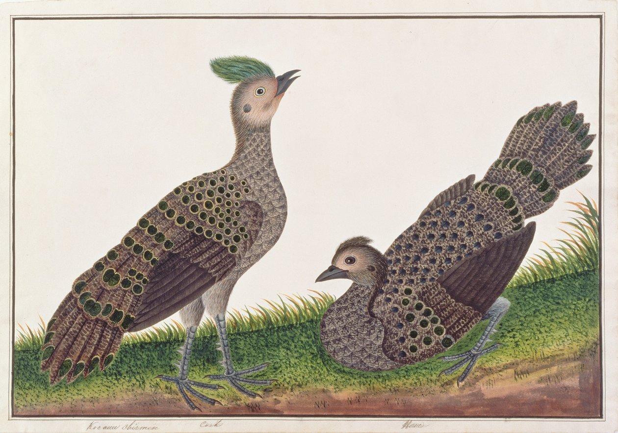Faisão-Pavão Malaio, de Desenhos de Pássaros de Malaca, c.1805-18 (wc no papel) de Chinese School