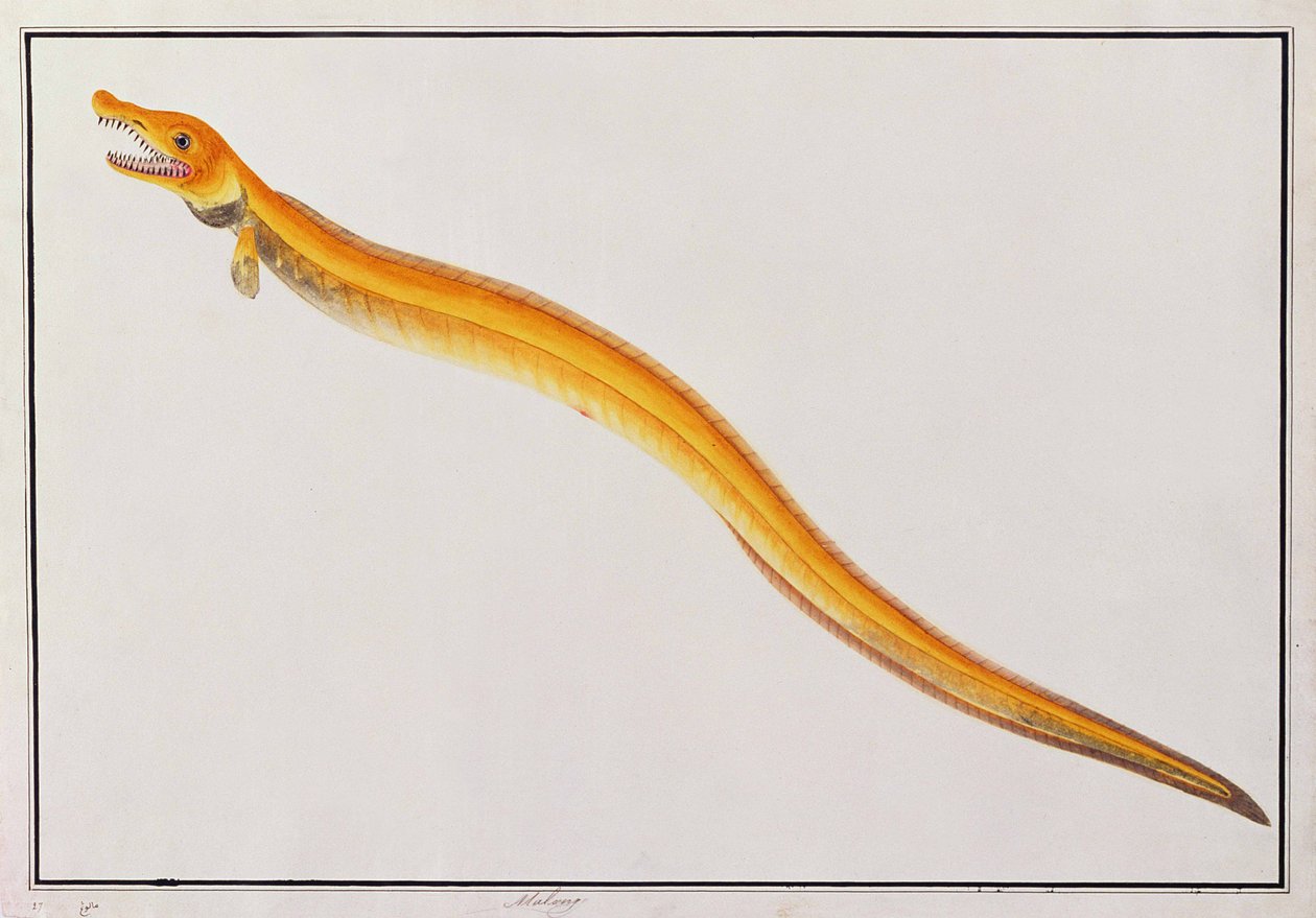 Malong, de Desenhos de Animais, Insetos e Répteis de Malaca, c.1805-18 (wc e guache sobre papel) de Chinese School
