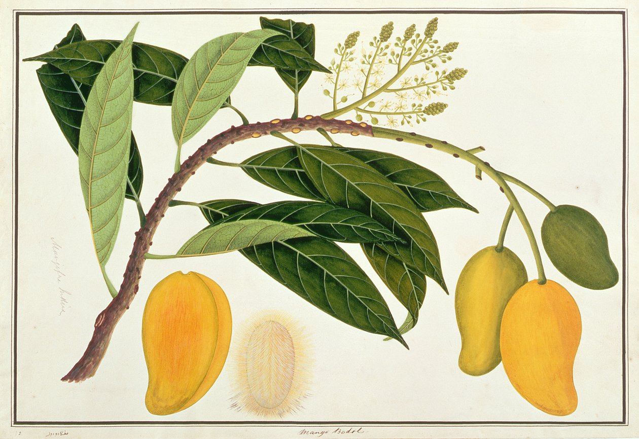 Mango Bodol, de Desenhos de Plantas de Malaca, c.1805-18 (wc no papel) de Chinese School