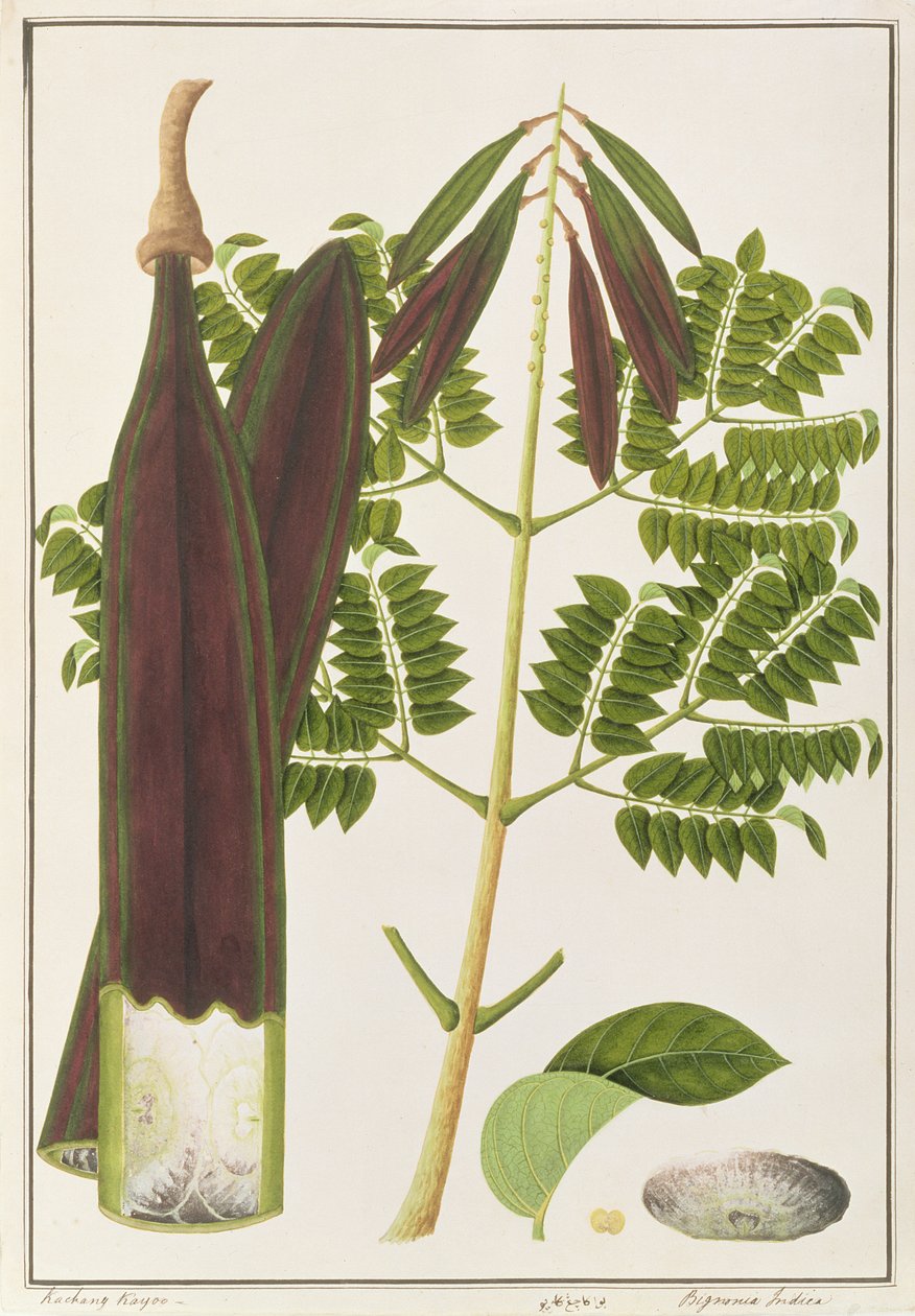 Midnight Horror, de Desenhos de Plantas de Malaca, c.1805-18 (wc no papel) de Chinese School