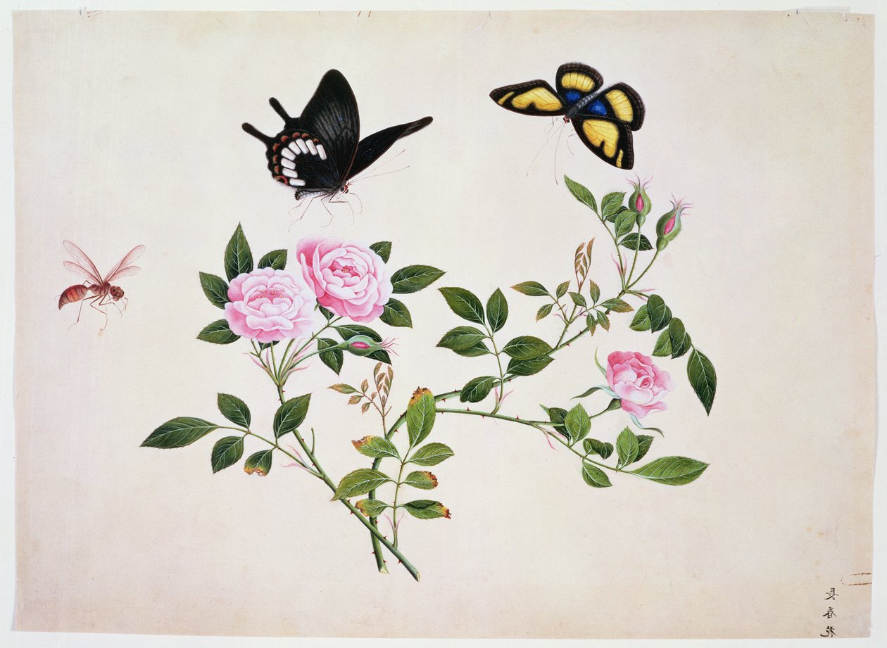 PD.273-1973 Rosas em botão e flor com borboletas e insetos (guache) de Chinese School