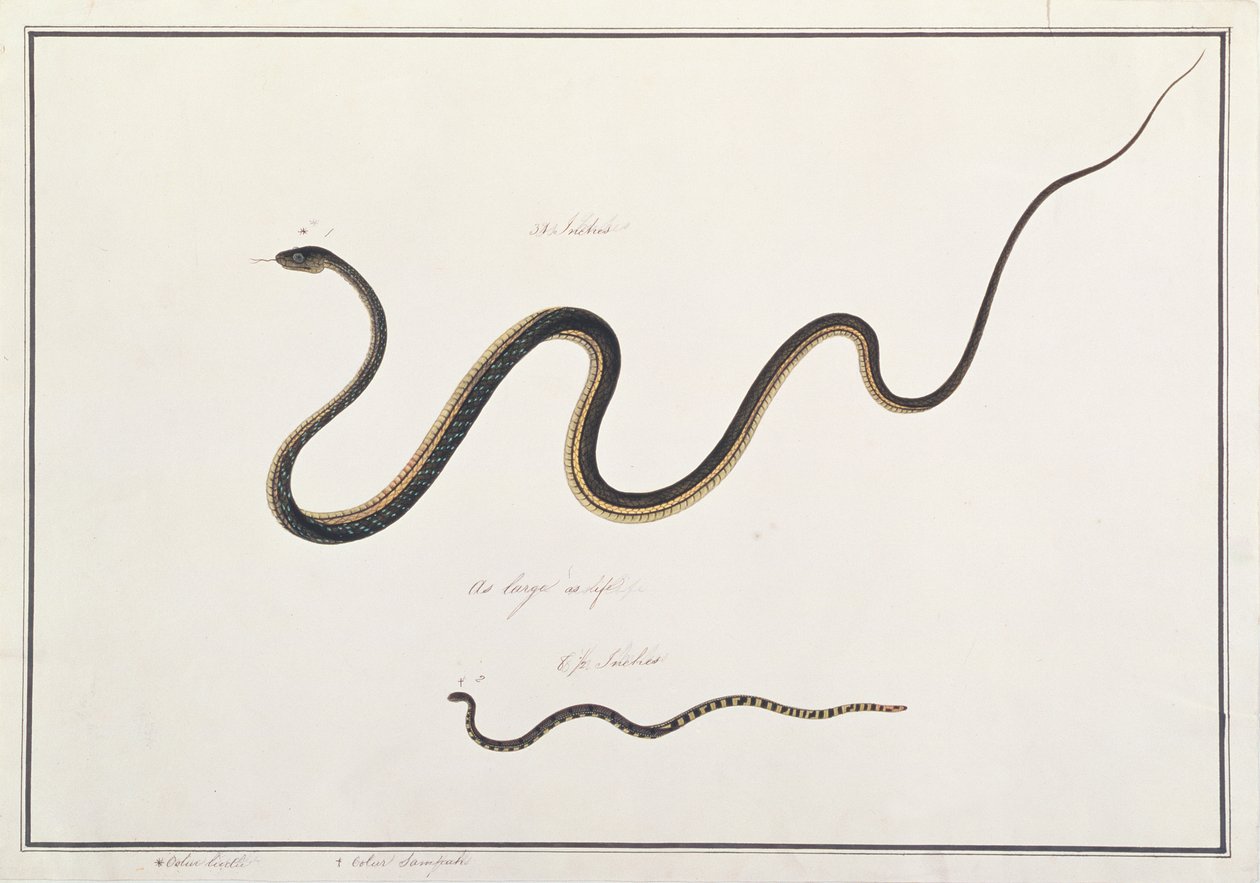 Bronzeback Pintado com Cobra Coral Malayan, de Desenhos de Animais, Insetos e Répteis de Malaca, c.1805-18 (wc e guache sobre papel) de Chinese School