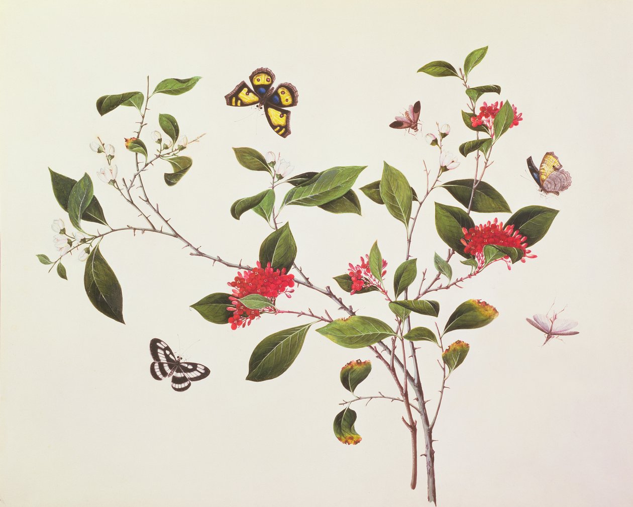 Estudo de plantas com borboletas e insetos, c.1800 de Chinese School