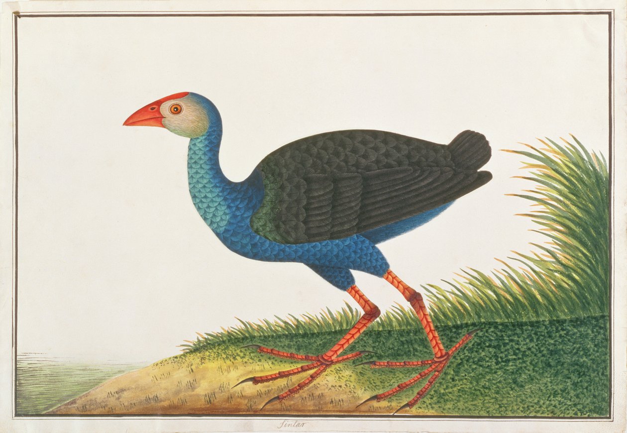 Swamphen Roxo, de Desenhos de Pássaros de Malaca, c.1805-18 (wc no papel) de Chinese School