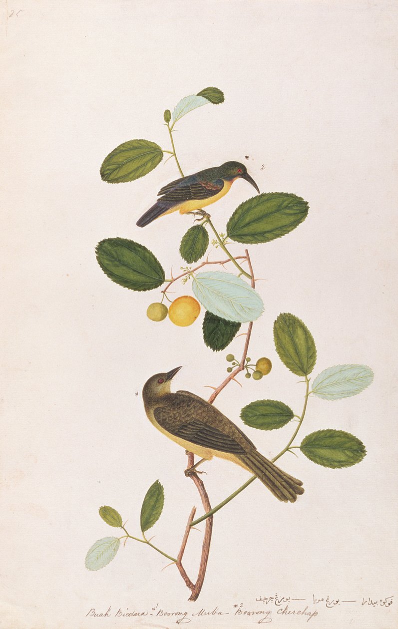 Sunbird-de-garganta-vermelha e Bulbul Red-eyed, de desenhos de aves de Malaca, c.1805-18 (wc no papel) de Chinese School