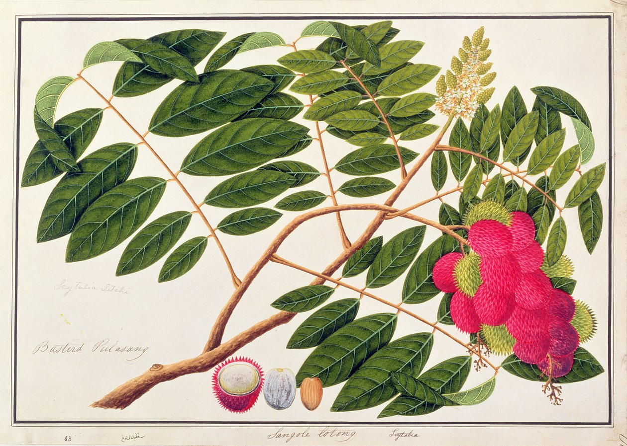 Sangole latong, de Desenhos de Plantas de Malaca, c.1805-18 (wc no papel) de Chinese School