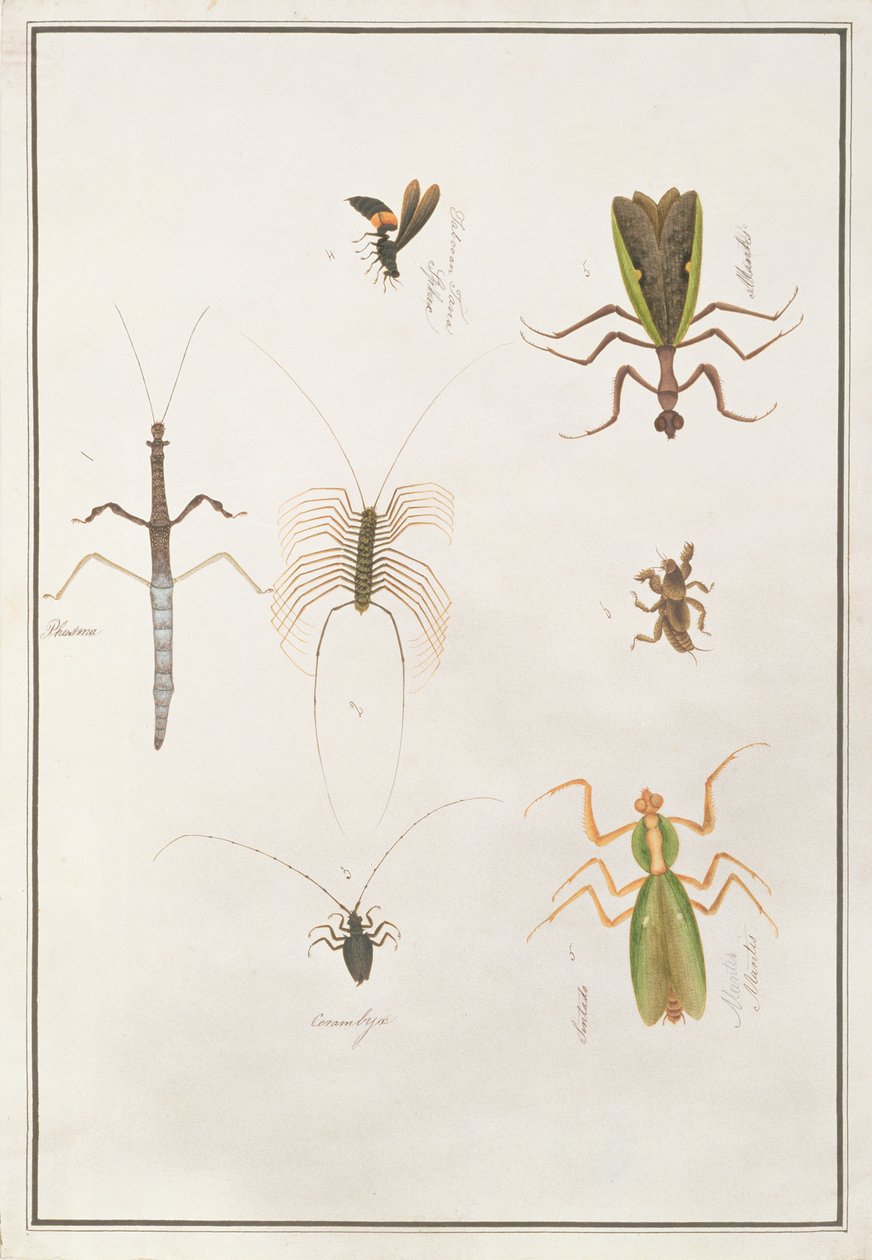 Seis Artrópodes, de Desenhos de Animais, Insetos e Répteis de Malaca, c.1805-18 (wc e guache sobre papel) de Chinese School