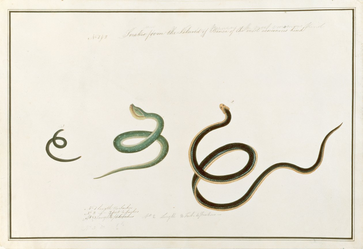 As cobras formam a ilha de Banca do tipo mais venenoso, desde Desenhos de Animais, Insetos e Répteis de Malaca, c.1805-18 (wc e guache sobre papel) de Chinese School