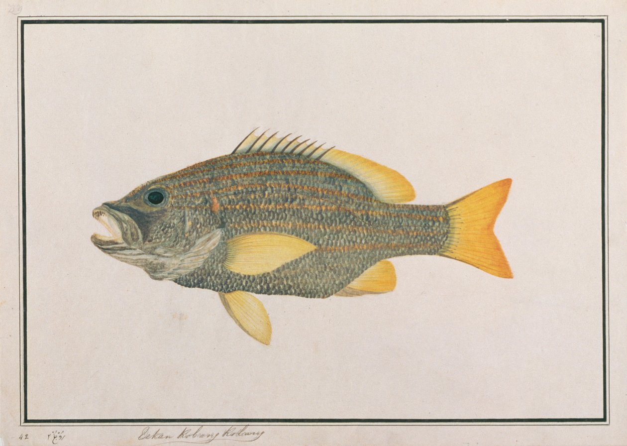 Bandeira Espanhola Caranga, de Desenhos de Peixes de Malaca, c.1805-18 (wc no papel) de Chinese School