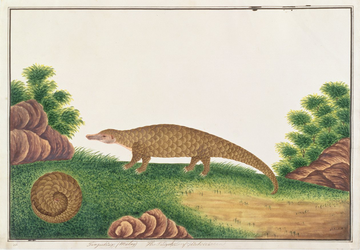 Sunda Pangolim, de Desenhos de Animais, Insetos e Répteis de Malaca, c.1805-18 (wc e guache sobre papel) de Chinese School