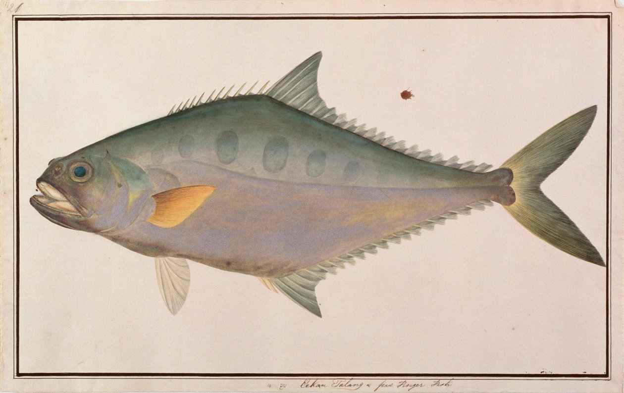 Talang Queenfish, de Desenhos de Peixes de Malaca, c.1805-18 (wc no papel) de Chinese School