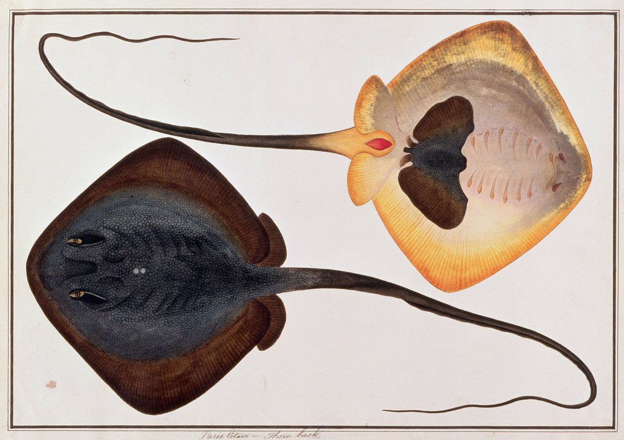 Peixe de Espinho, Parie Eetam, de Desenhos de Peixes de Malaca, c.1805-18 (wc no papel) de Chinese School
