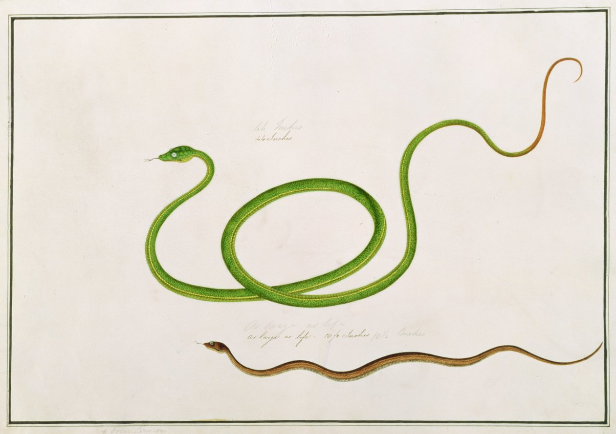 Volun Daw-on, de Desenhos de Animais, Insetos e Répteis de Malaca, c.1805-18 (guache e wc no papel) de Chinese School