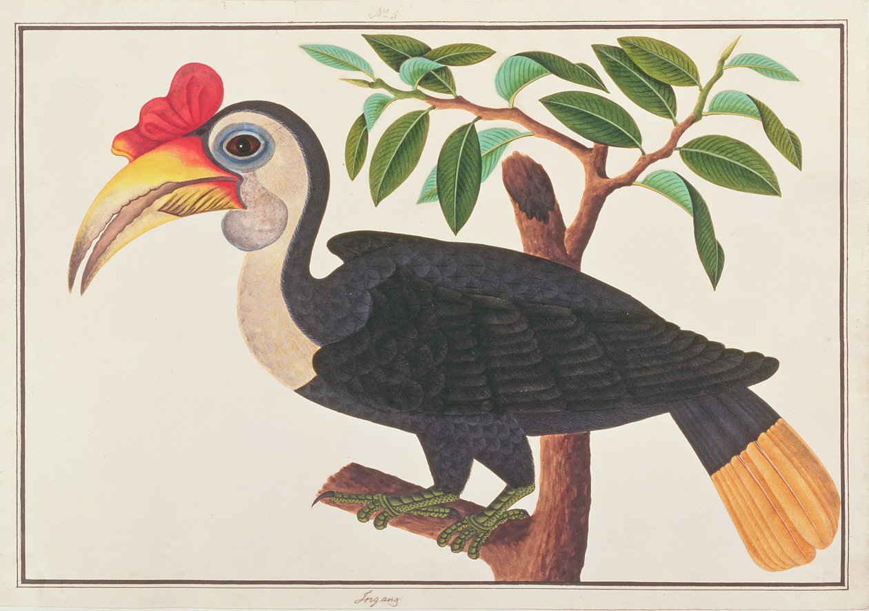 Calau enrugada, de desenhos de aves de Malaca, c.1805-18 (wc no papel) de Chinese School