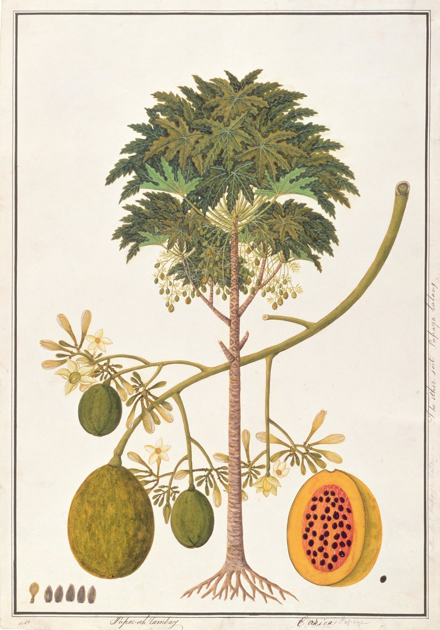 dapai-ah Tambay ou Carica, de Desenhos de Plantas de Malaca, c.1805-18 (wc no papel) de Chinese School