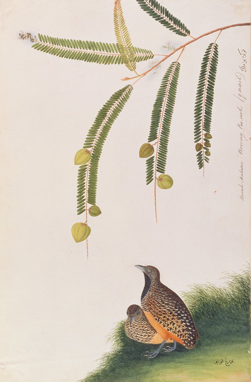 Buttonquail barrado, de desenhos de pássaros de Malaca, c.1805-18 (wc no papel) de Chinese School