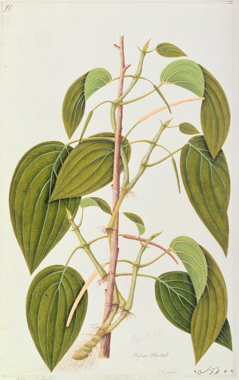 Folha do bétel, de cinquenta e cinco desenhos de plantas medicinais de Malaca, volume 1, c.1805-18 (wc no papel) de Chinese School