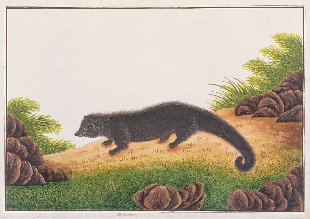 Binturong, de Desenhos de Animais, Insetos e Répteis de Malaca, c.1805-18 (wc e guache sobre papel) de Chinese School