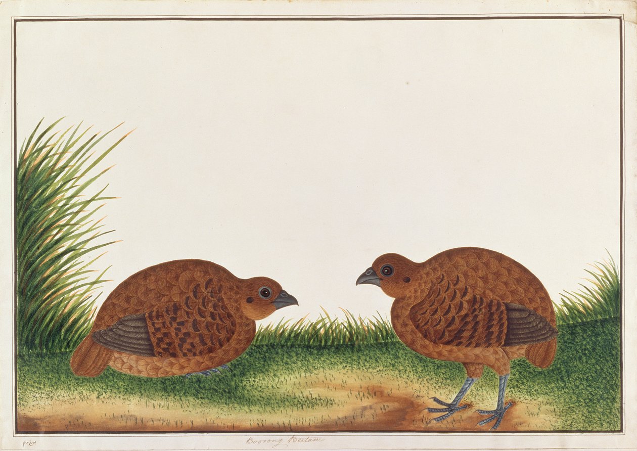 Perdiz Negra, de Desenhos de Aves de Malaca, c.1805-18 (wc no papel) de Chinese School
