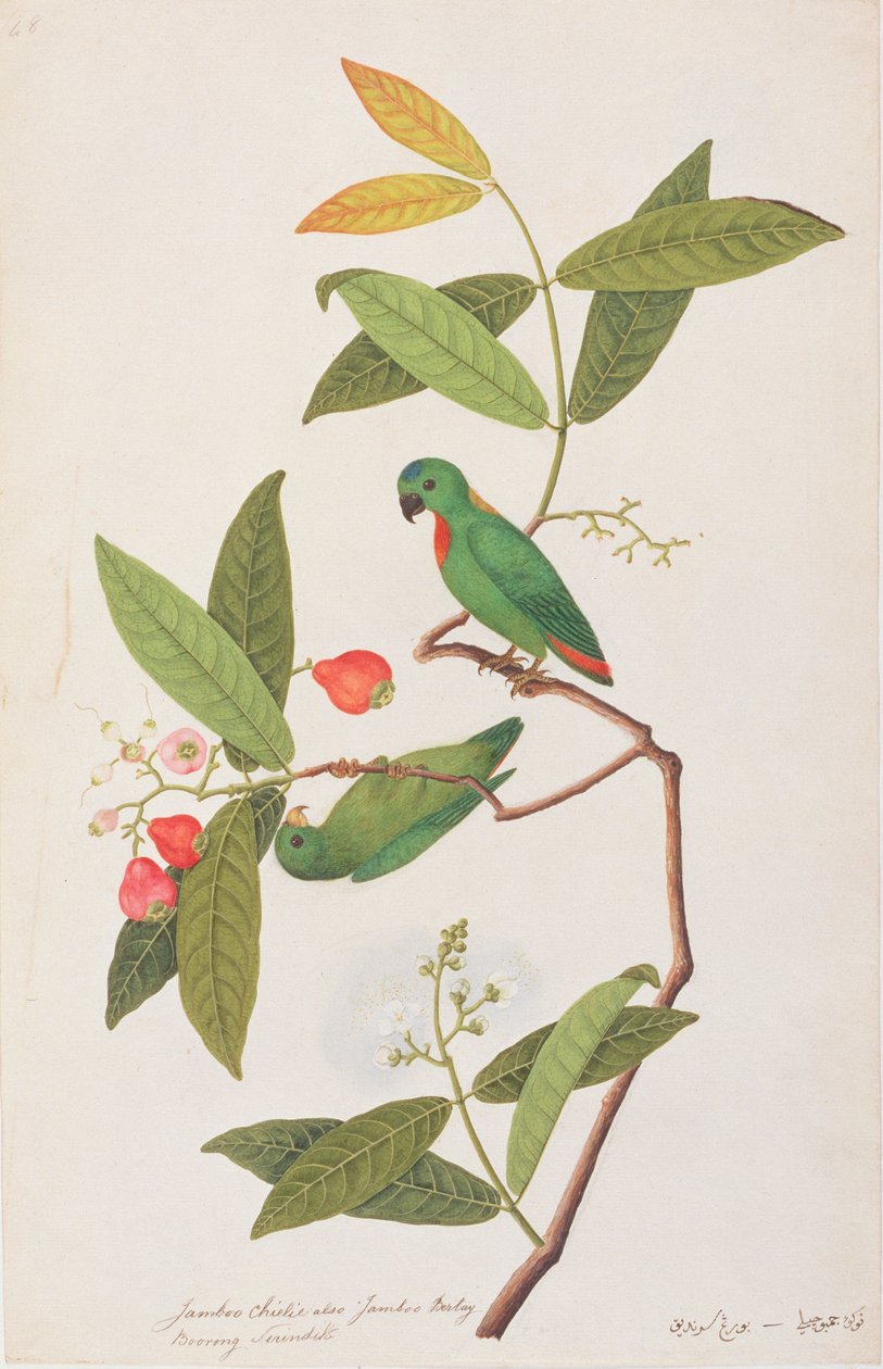 Papagaio-de-coroa-azul, a partir de desenhos de aves de Malaca, c.1805-18 (wc no papel) de Chinese School