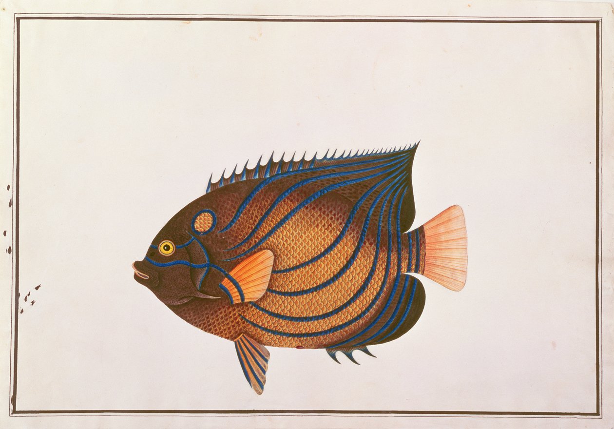 Angelfish Blue-ringed, dos desenhos dos peixes de Malacca, c.1805-18 (wc no papel) de Chinese School
