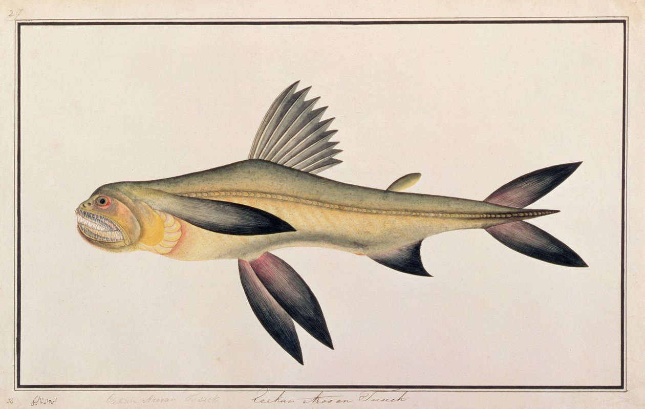 Pato de Bombaim, de Desenhos de Peixes de Malaca, c.1805-18 (wc no papel) de Chinese School