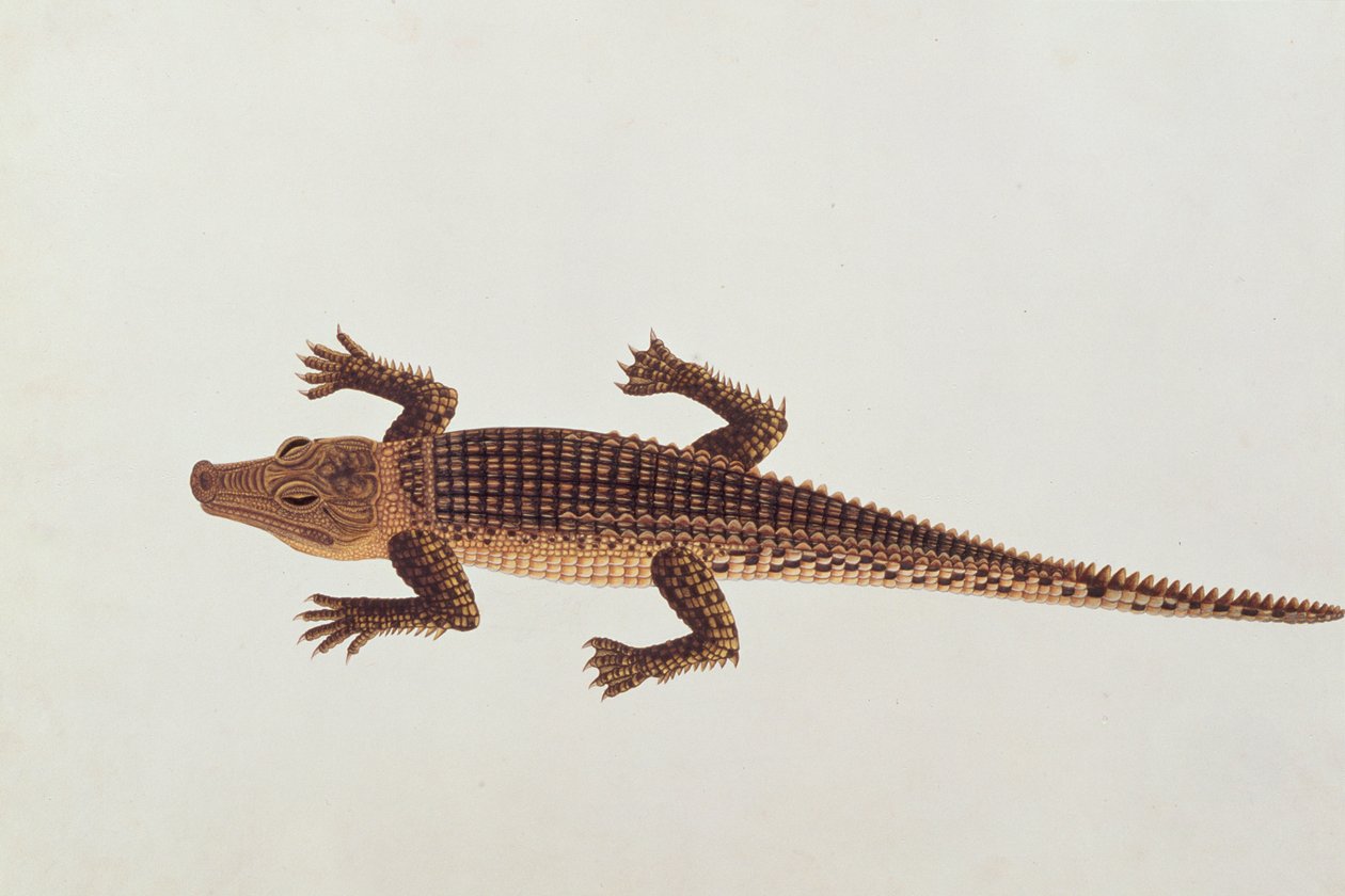 Boo-ay-ah Jacaré, de Desenhos de Animais, Insetos e Répteis de Malaca, c.1805-18 (wc e guache sobre papel) de Chinese School