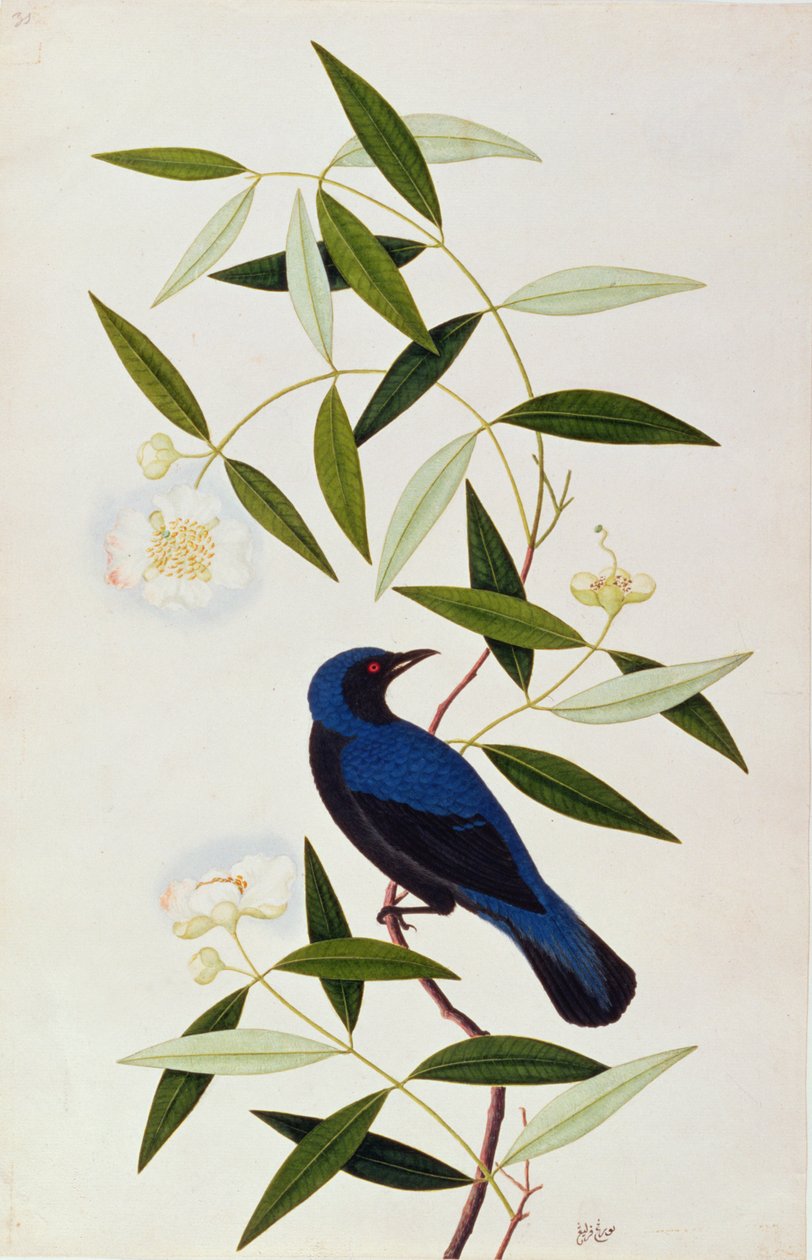 Boorah Farleeh, de Desenhos de Pássaros de Malaca, c.1805-18 (wc no papel) de Chinese School
