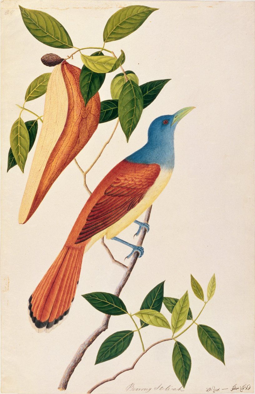 Boorong Seli-ah, de Desenhos de Pássaros de Malaca, c.1805-18 (wc no papel) de Chinese School