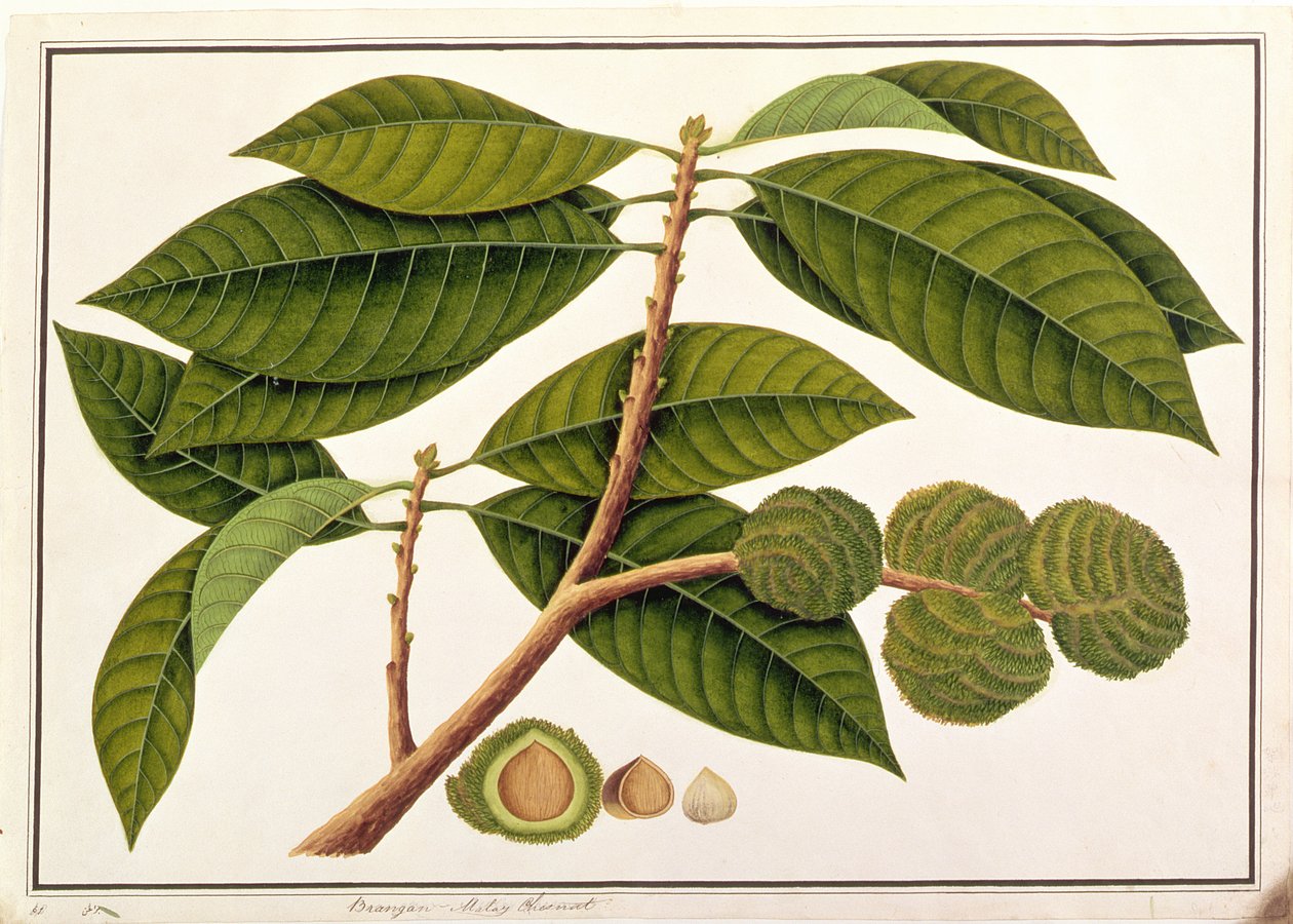 Brangam ou Malay Chestnut, de desenhos de plantas de Malaca, c.1805-18 (wc no papel) de Chinese School