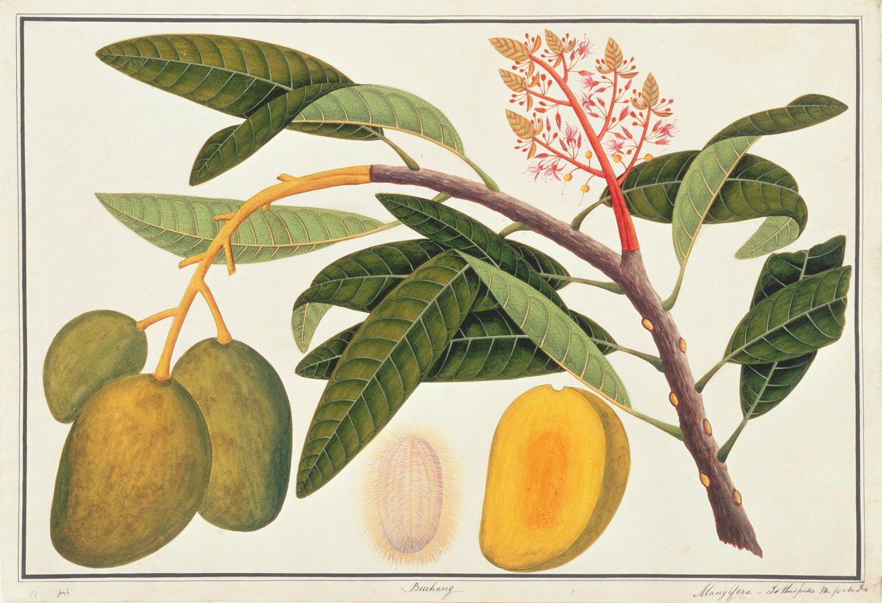 Buihang Mangifera, de Desenhos de Plantas de Malaca, c.1805-18 (wc no papel) de Chinese School