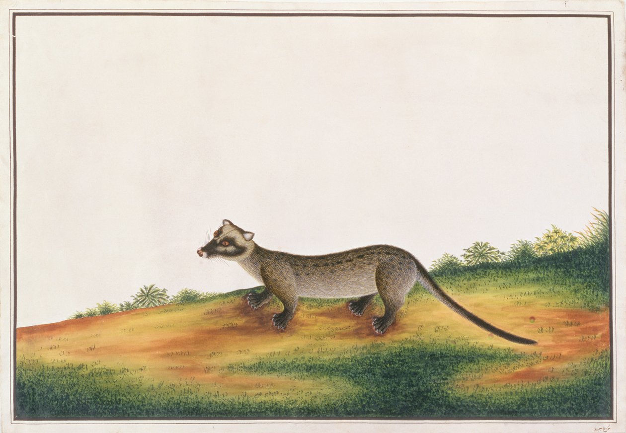 Civeta de Palmeira Comum, de Desenhos de Animais, Insetos e Répteis de Malaca, c.1805-18 (guache e wc sobre papel) de Chinese School