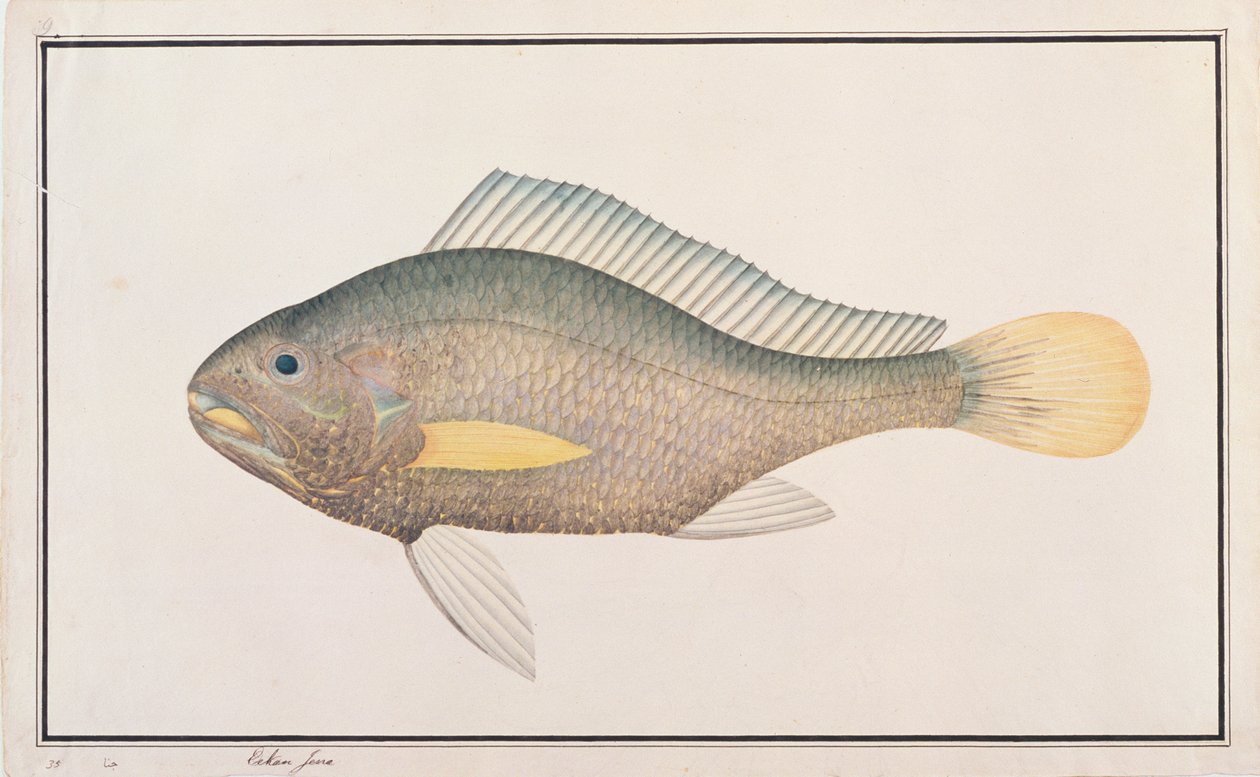 Croaker, de Desenhos de Peixes de Malaca, c.1805-18 (wc no papel) de Chinese School