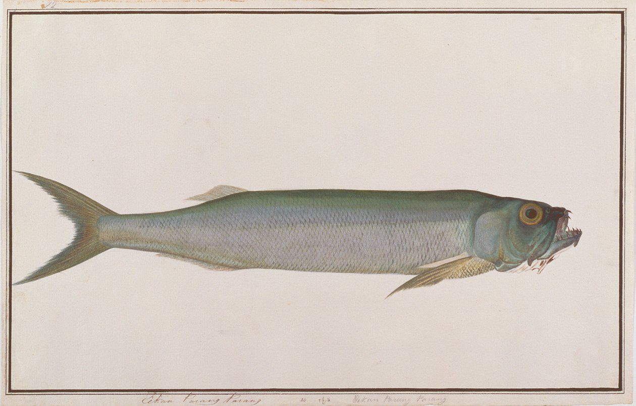 Dorab lobo-arenque, de desenhos de peixes de Malaca, c.1805-18 (wc no papel) de Chinese School