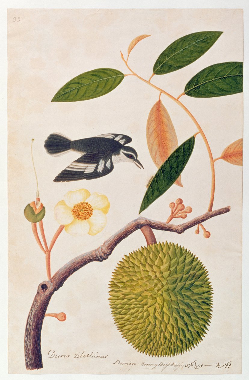 Durie zibethinus, Dorrian ou Boorong Brass Brass, de Desenhos de Pássaros de Malaca, c.1805-18 (wc no papel) de Chinese School